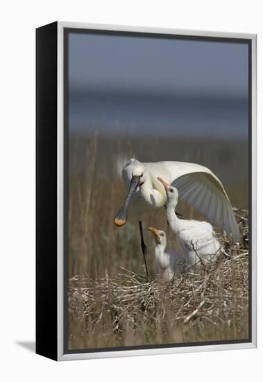 Spoonbill (Platalea Leucorodia) Stretching Wing at Nest with Two Chicks, Texel, Netherlands, May-Peltomäki-Framed Premier Image Canvas