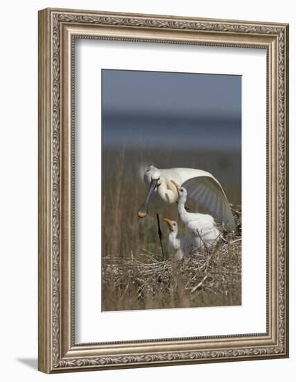 Spoonbill (Platalea Leucorodia) Stretching Wing at Nest with Two Chicks, Texel, Netherlands, May-Peltomäki-Framed Photographic Print