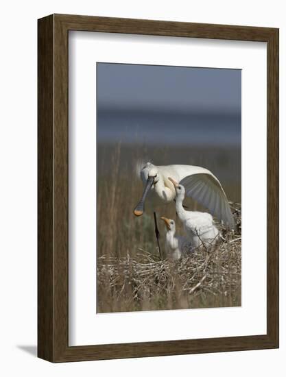 Spoonbill (Platalea Leucorodia) Stretching Wing at Nest with Two Chicks, Texel, Netherlands, May-Peltomäki-Framed Photographic Print