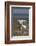 Spoonbill (Platalea Leucorodia) Stretching Wing at Nest with Two Chicks, Texel, Netherlands, May-Peltomäki-Framed Photographic Print