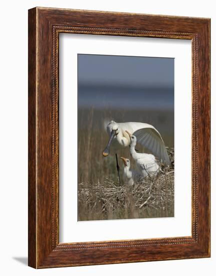 Spoonbill (Platalea Leucorodia) Stretching Wing at Nest with Two Chicks, Texel, Netherlands, May-Peltomäki-Framed Photographic Print