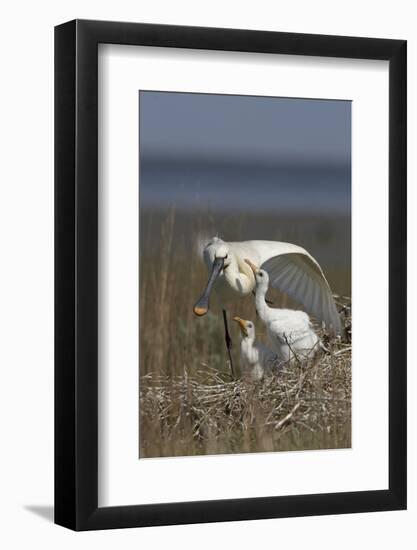 Spoonbill (Platalea Leucorodia) Stretching Wing at Nest with Two Chicks, Texel, Netherlands, May-Peltomäki-Framed Photographic Print