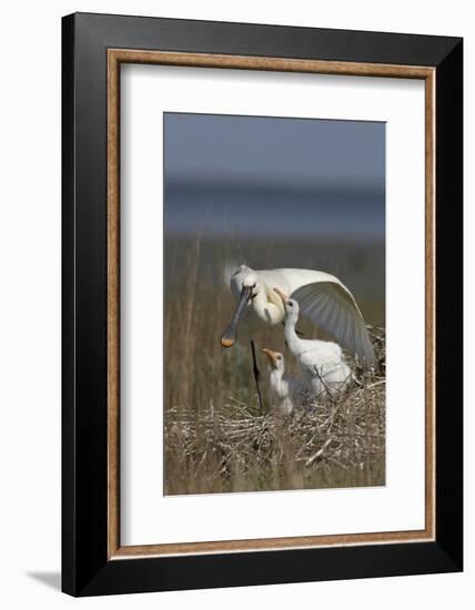 Spoonbill (Platalea Leucorodia) Stretching Wing at Nest with Two Chicks, Texel, Netherlands, May-Peltomäki-Framed Photographic Print