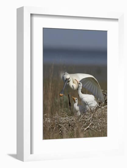 Spoonbill (Platalea Leucorodia) Stretching Wing at Nest with Two Chicks, Texel, Netherlands, May-Peltomäki-Framed Photographic Print