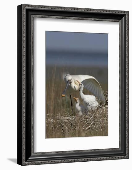 Spoonbill (Platalea Leucorodia) Stretching Wing at Nest with Two Chicks, Texel, Netherlands, May-Peltomäki-Framed Photographic Print