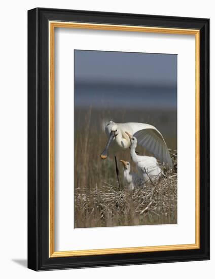 Spoonbill (Platalea Leucorodia) Stretching Wing at Nest with Two Chicks, Texel, Netherlands, May-Peltomäki-Framed Photographic Print
