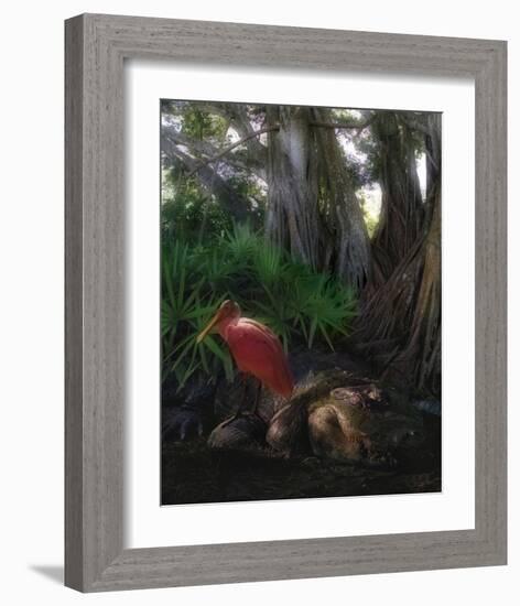 Spoonbill Plight-Steve Hunziker-Framed Art Print