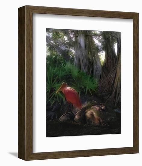 Spoonbill Plight-Steve Hunziker-Framed Art Print