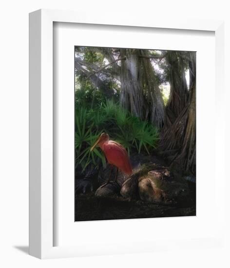 Spoonbill Plight-Steve Hunziker-Framed Art Print