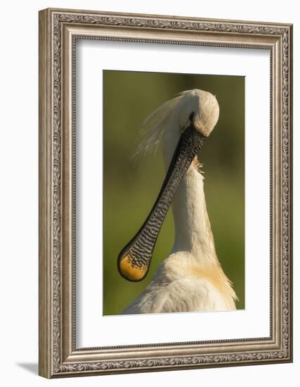 Spoonbill preening, close up. Hungary-Paul Hobson-Framed Photographic Print