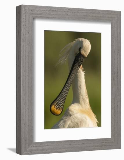 Spoonbill preening, close up. Hungary-Paul Hobson-Framed Photographic Print