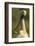 Spoonbill preening, close up. Hungary-Paul Hobson-Framed Photographic Print