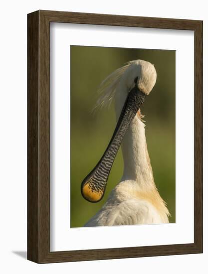 Spoonbill preening, close up. Hungary-Paul Hobson-Framed Photographic Print