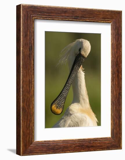 Spoonbill preening, close up. Hungary-Paul Hobson-Framed Photographic Print