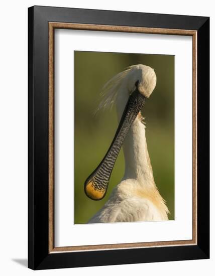 Spoonbill preening, close up. Hungary-Paul Hobson-Framed Photographic Print