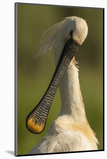 Spoonbill preening, close up. Hungary-Paul Hobson-Mounted Photographic Print