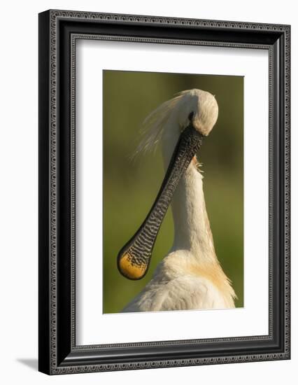 Spoonbill preening, close up. Hungary-Paul Hobson-Framed Photographic Print