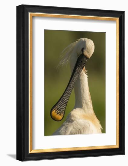 Spoonbill preening, close up. Hungary-Paul Hobson-Framed Photographic Print