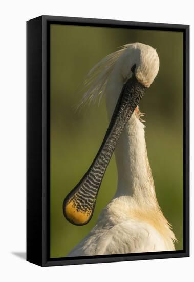 Spoonbill preening, close up. Hungary-Paul Hobson-Framed Premier Image Canvas