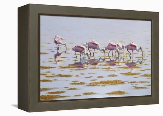 Spoonbills Feeding-Bruce Dumas-Framed Premier Image Canvas