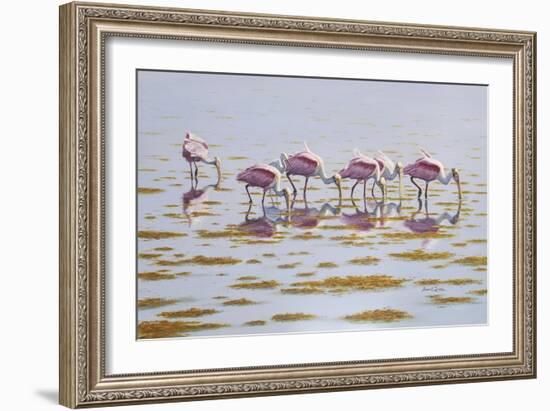 Spoonbills Feeding-Bruce Dumas-Framed Giclee Print