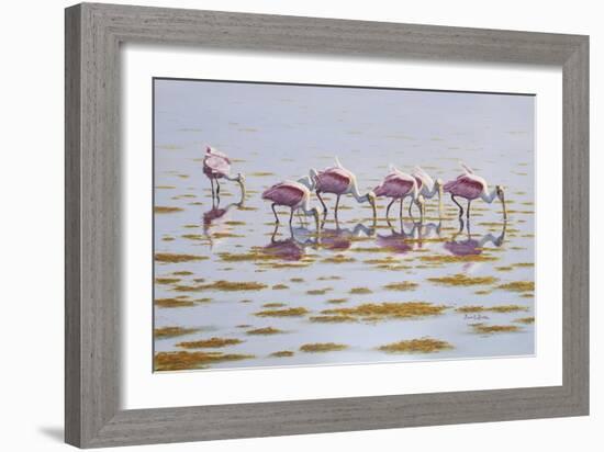 Spoonbills Feeding-Bruce Dumas-Framed Giclee Print