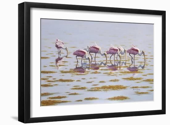 Spoonbills Feeding-Bruce Dumas-Framed Giclee Print