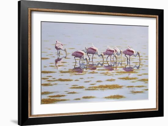 Spoonbills Feeding-Bruce Dumas-Framed Giclee Print