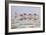 Spoonbills Feeding-Bruce Dumas-Framed Giclee Print