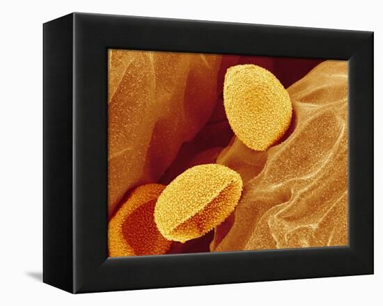 Spores of a Flowering Fern-Micro Discovery-Framed Premier Image Canvas