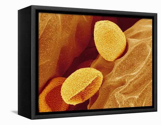 Spores of a Flowering Fern-Micro Discovery-Framed Premier Image Canvas