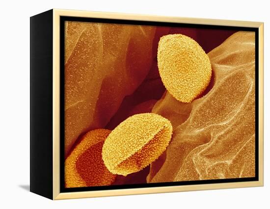 Spores of a Flowering Fern-Micro Discovery-Framed Premier Image Canvas