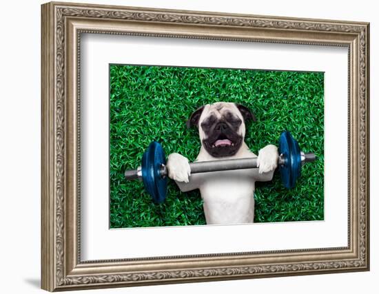 Sport Dog-Javier Brosch-Framed Photographic Print