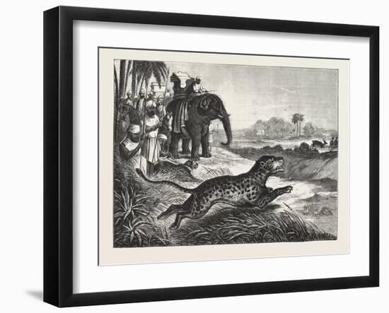 Sport in India, Hunting Antelopes with the Cheetah, 1876. Antelope, Animal, Big Cat, Wild Cat-null-Framed Giclee Print