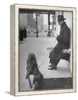 Sportscaster Bill Stern Reading Newspaper as Chesapeake Bay Retriever Sniff a Sidewalk-Nina Leen-Framed Premier Image Canvas