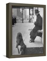 Sportscaster Bill Stern Reading Newspaper as Chesapeake Bay Retriever Sniff a Sidewalk-Nina Leen-Framed Premier Image Canvas
