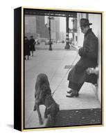 Sportscaster Bill Stern Reading Newspaper as Chesapeake Bay Retriever Sniff a Sidewalk-Nina Leen-Framed Premier Image Canvas