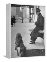 Sportscaster Bill Stern Reading Newspaper as Chesapeake Bay Retriever Sniff a Sidewalk-Nina Leen-Framed Premier Image Canvas