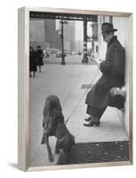 Sportscaster Bill Stern Reading Newspaper as Chesapeake Bay Retriever Sniff a Sidewalk-Nina Leen-Framed Premier Image Canvas