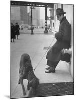 Sportscaster Bill Stern Reading Newspaper as Chesapeake Bay Retriever Sniff a Sidewalk-Nina Leen-Mounted Premium Photographic Print