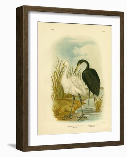 Spotless Egret or Little Egret, 1891-Gracius Broinowski-Framed Giclee Print