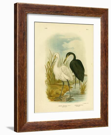 Spotless Egret or Little Egret, 1891-Gracius Broinowski-Framed Giclee Print