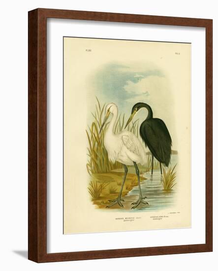 Spotless Egret or Little Egret, 1891-Gracius Broinowski-Framed Giclee Print