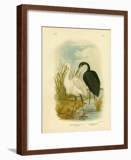 Spotless Egret or Little Egret, 1891-Gracius Broinowski-Framed Giclee Print