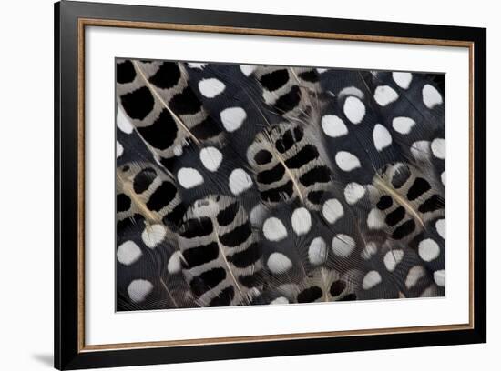 Spots of White on Mearns Quails Feather Design-Darrell Gulin-Framed Photographic Print