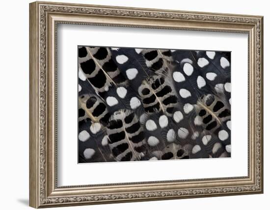 Spots of White on Mearns Quails Feather Design-Darrell Gulin-Framed Photographic Print