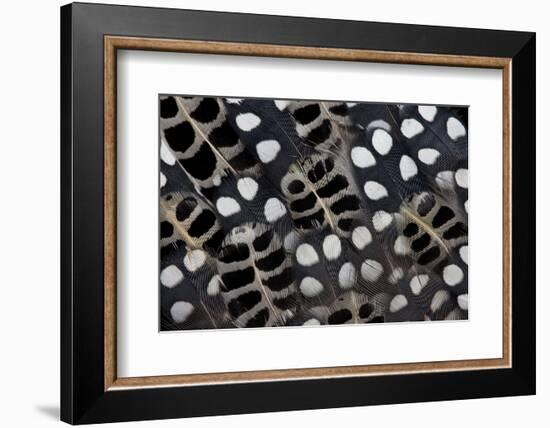 Spots of White on Mearns Quails Feather Design-Darrell Gulin-Framed Photographic Print