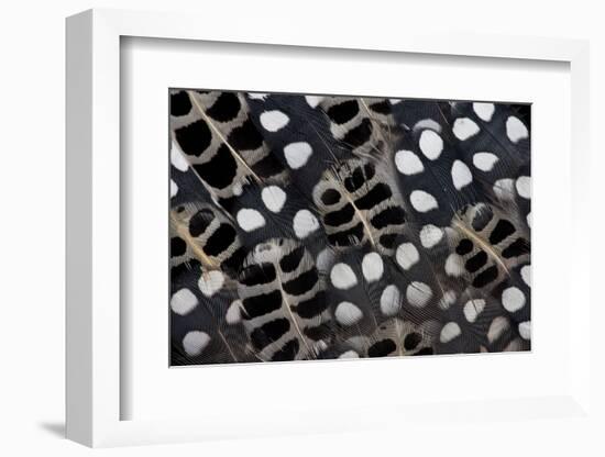 Spots of White on Mearns Quails Feather Design-Darrell Gulin-Framed Photographic Print