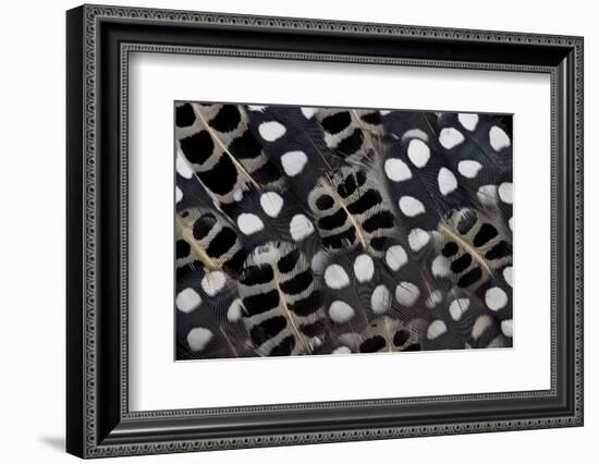 Spots of White on Mearns Quails Feather Design-Darrell Gulin-Framed Photographic Print