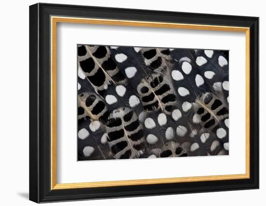 Spots of White on Mearns Quails Feather Design-Darrell Gulin-Framed Photographic Print